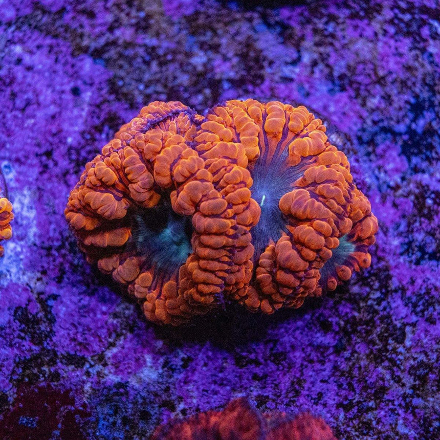 Blastomussa Frag - Aquamarine Aquaristic - 