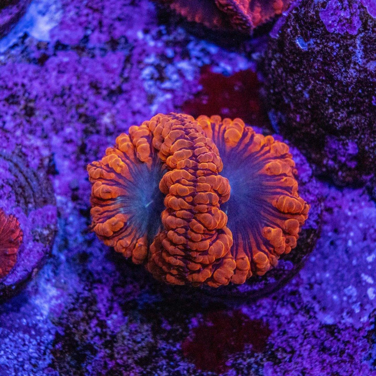 WYSIWYG Aquacultured Blastomussa Frag