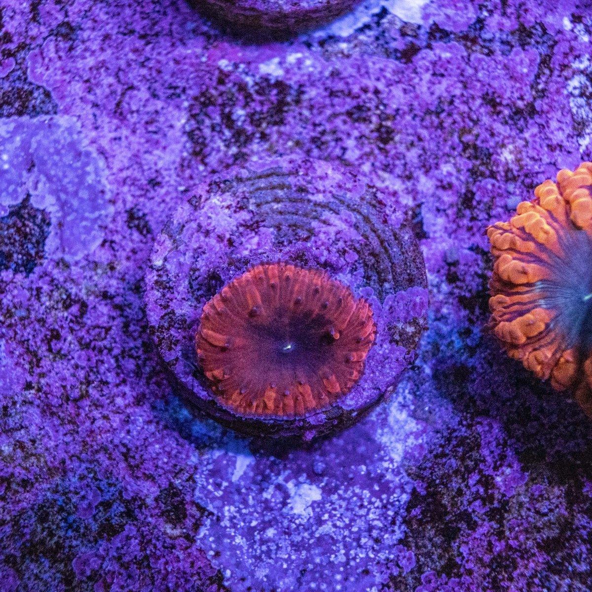 WYSIWYG Aquacultured Blastomussa Frag 3