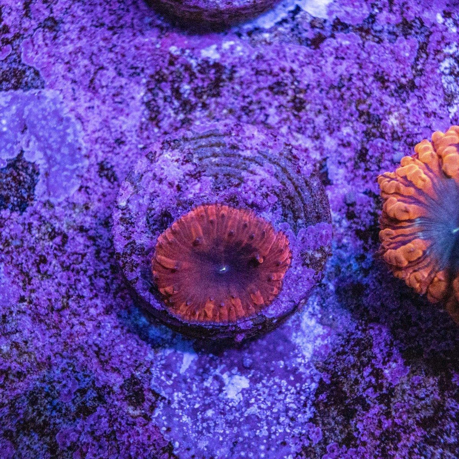 Blastomussa Frag - Aquamarine Aquaristic - 