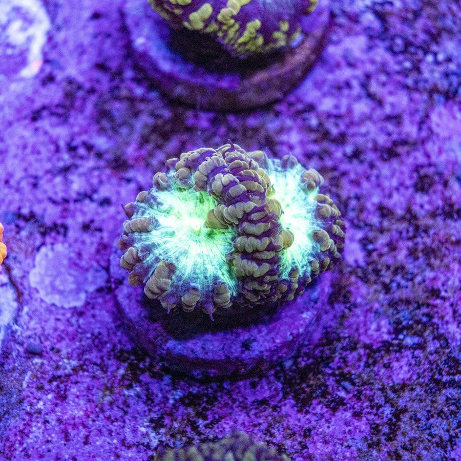 Blastomussa Frag - Aquamarine Aquaristic - 