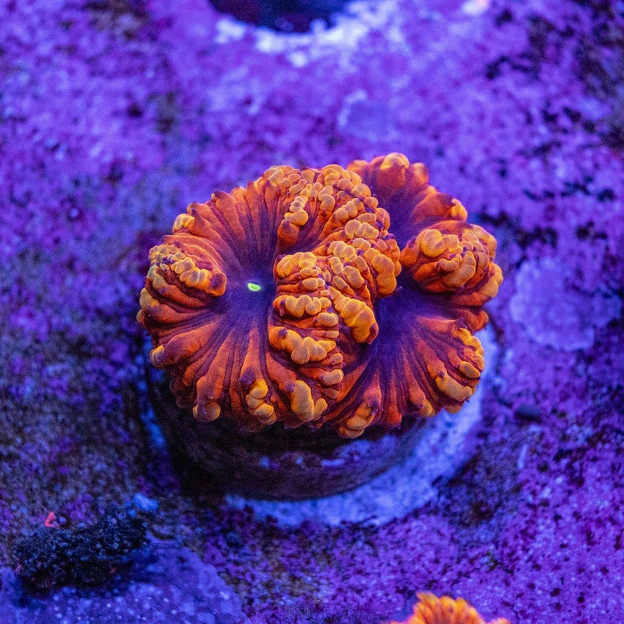 Blastomussa Frag - Aquamarine Aquaristic - 
