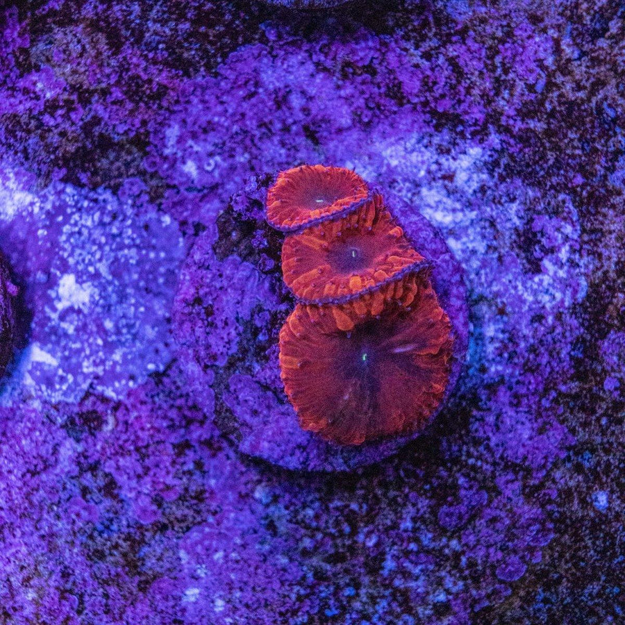 Blastomussa Frag - Aquamarine Aquaristic - 