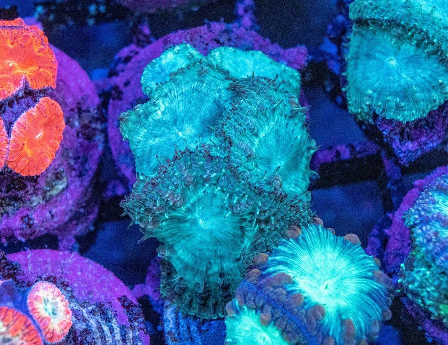 Blastomussa Wellsi (Mixed) (3pcs) - Aquamarine Aquaristic - 