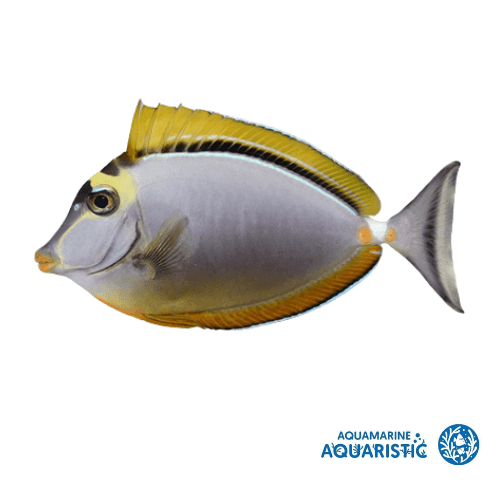Blonde Lipstick Tang (Naso elegans) - Aquamarine Aquaristic - 