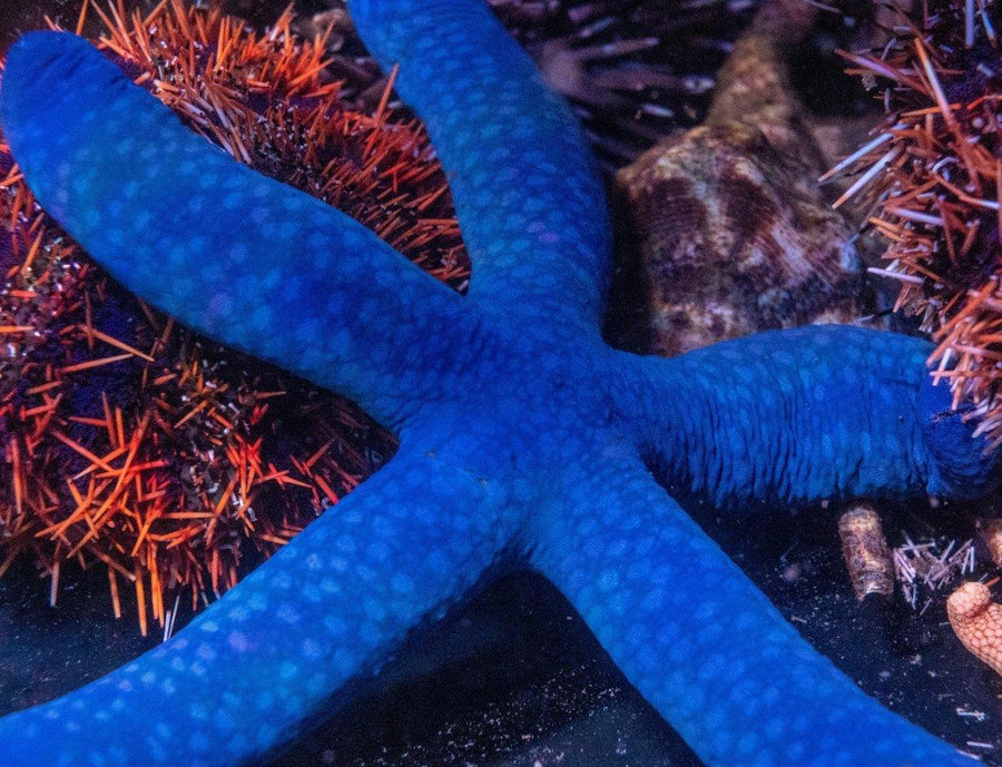 Blue Linka Starfish - Aquamarine Aquaristic - 