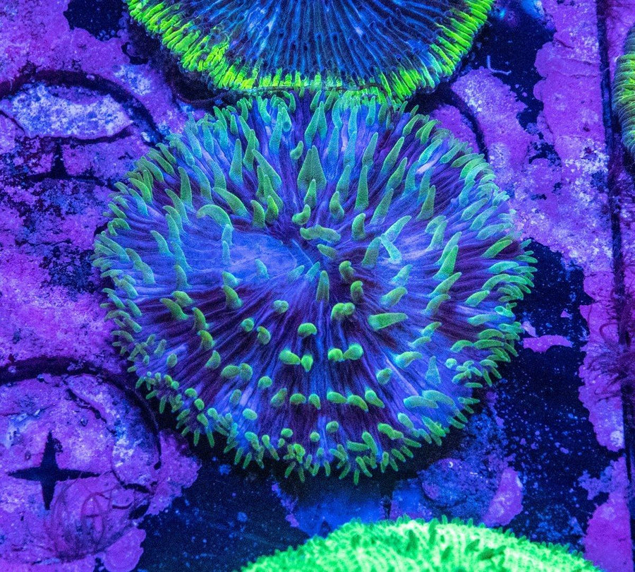 Blue W/ Green Tentacle Fungia (Assorted) - Aquamarine Aquaristic - 