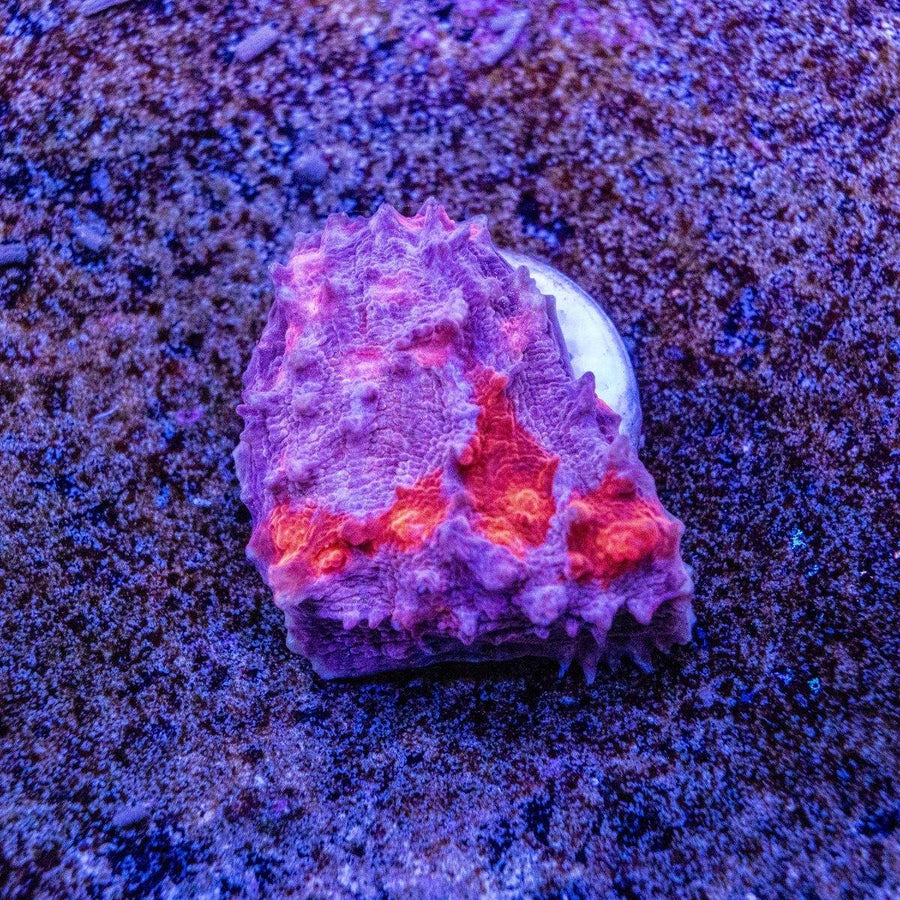 Blusher Chalice Frag WYSIWYG LPS coral with visible chalice form and individual reef-ready frag coloration