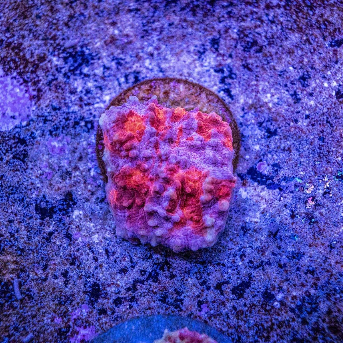 Blusher Chalice WYSIWYG Frag
