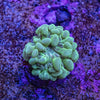 Bubble Coral