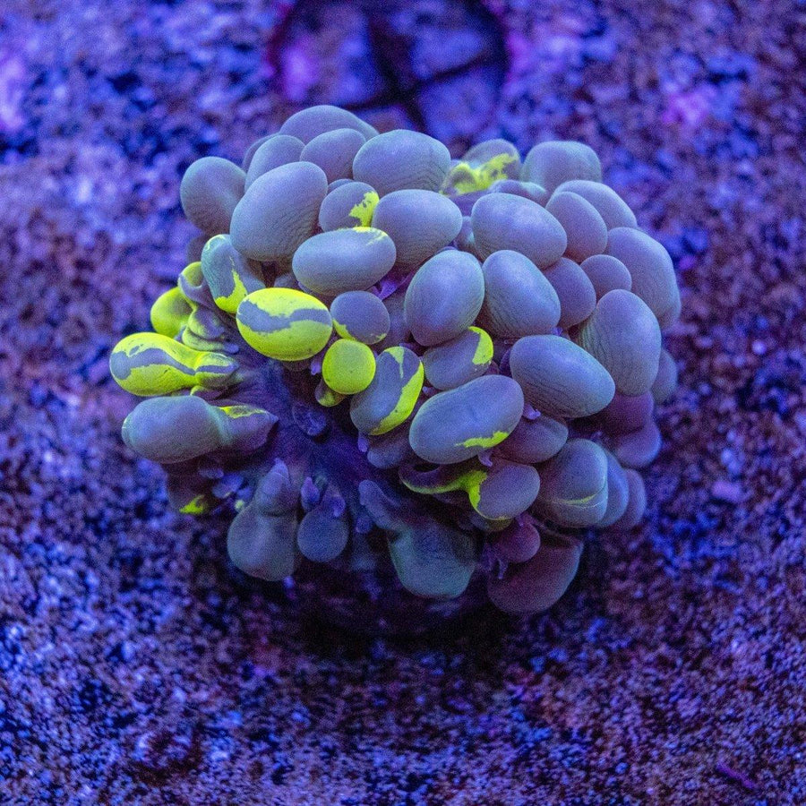 Bubble Coral WYSIWYG LPS coral frag with inflated bubble-like vesicles for reef aquarium placement