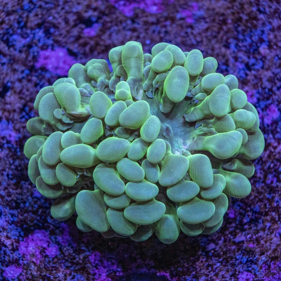 Bubble Coral WYSIWYG LPS coral frag with inflated bubble-like polyps for a reef tank