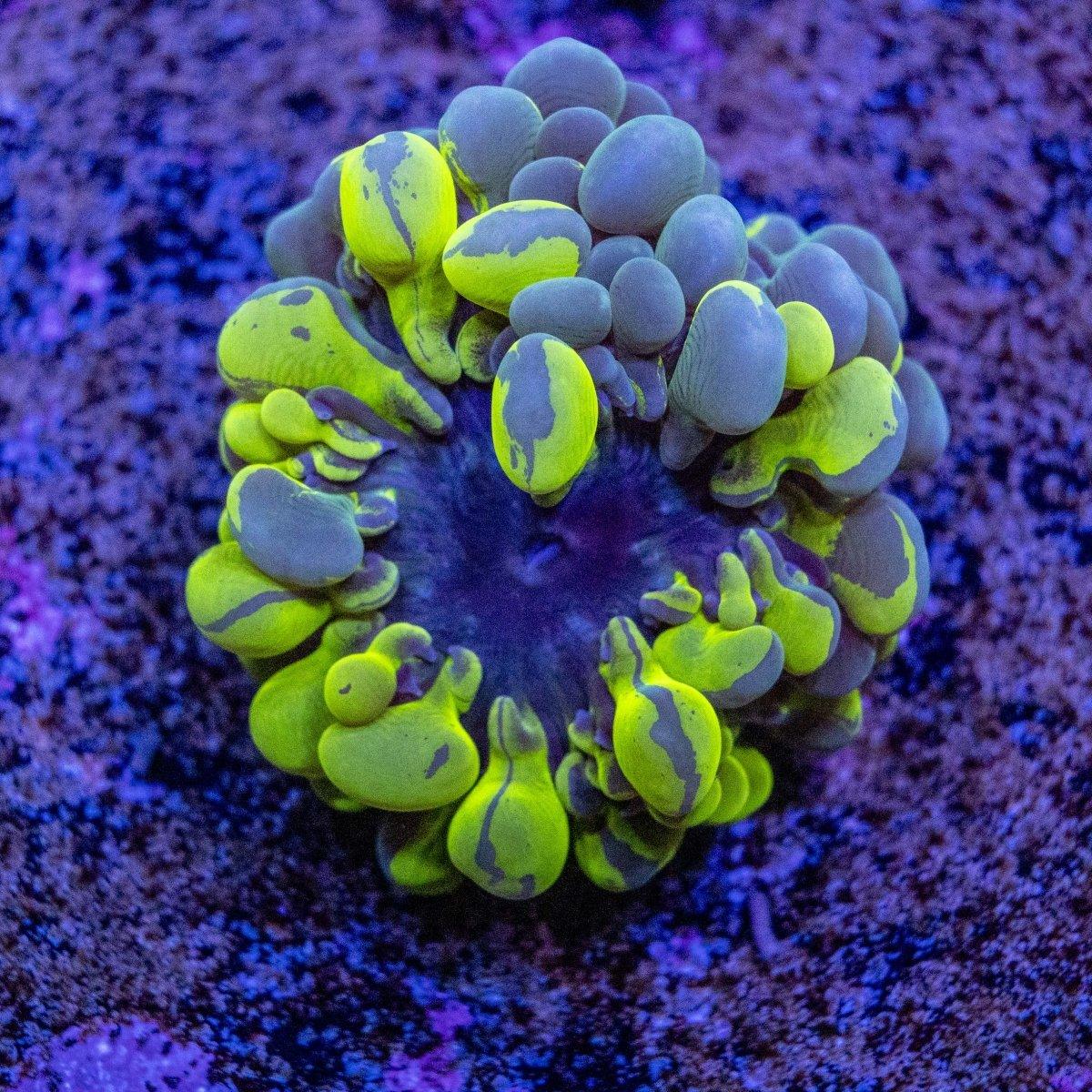 WYSIWYG Aquacultured Bubble Coral Frag