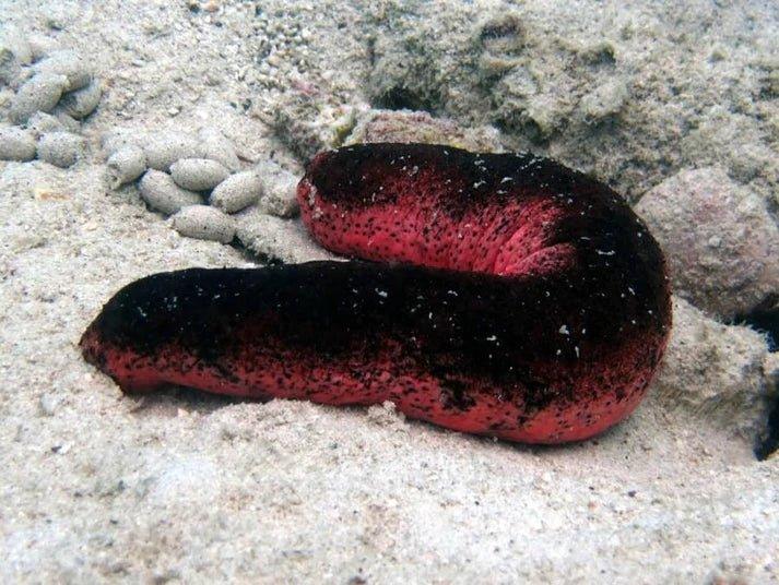 Burnt Sausage Sea Cucumber (Holothuria edulis)