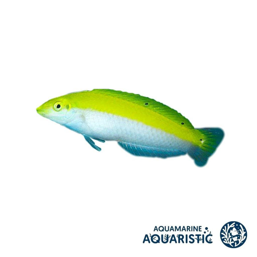 Canarytop wrasse (Halichoeres leucoxanthus) - Aquamarine Aquaristic - 