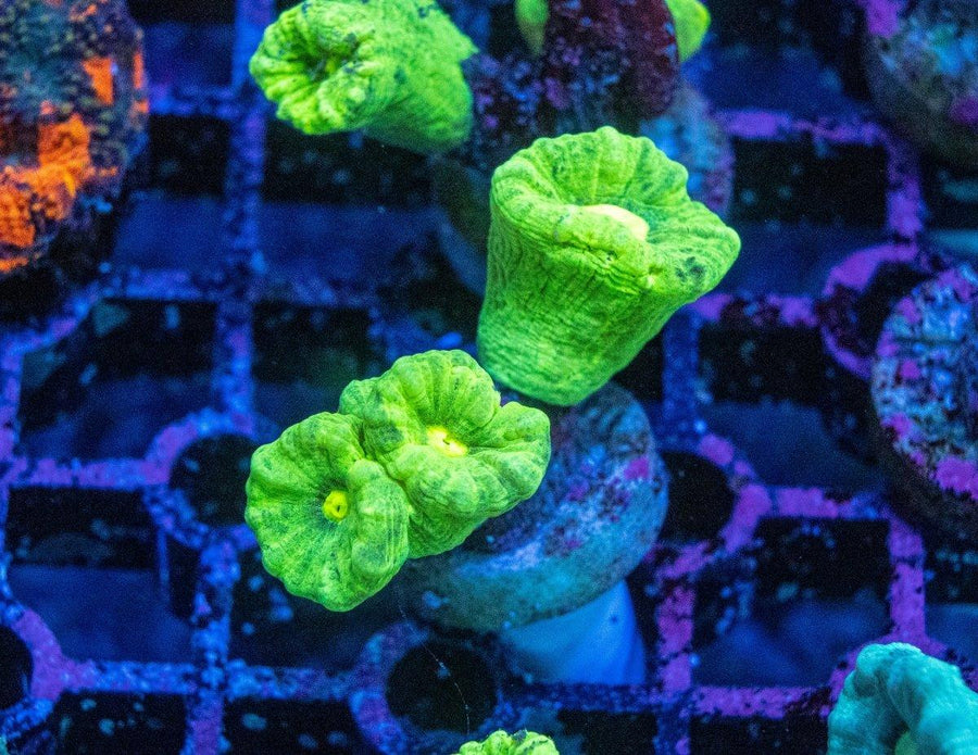 Toxic Green Candy Cane displaying bright fluorescent flesh and branching skeleton in a reef aquarium under LED lighting.