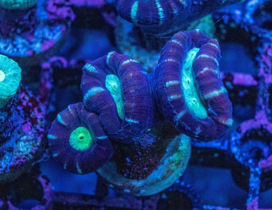 Purple and Green Candy Cane coral frag per polyp displaying bright green centres and vibrant purple outer rings in a marine reef aquarium.
