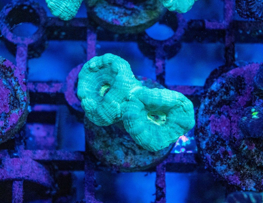 Green Candy Cane coral frag per polyp displaying bright green fluorescent centres and branching skeletal growth in a marine reef aquarium.