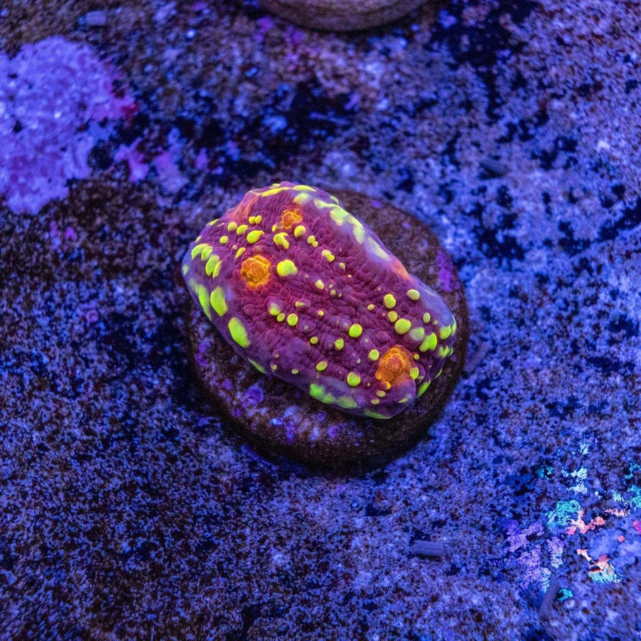 Carnival Chalice WYSIWYG frag with multicolor chalice pattern on a coral frag plug