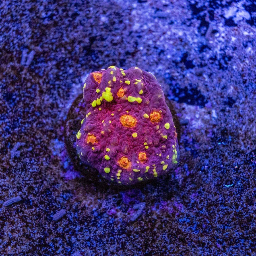 Carnival Chalice Frag WYSIWYG LPS coral with layered encrusting form and multicolor reef pattern