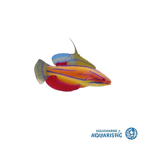 Carpenter's Flasher Wrasse (Paracheilinus carpenteri)