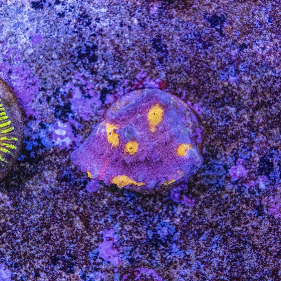 WYSIWYG Chalice coral frag, live LPS coral with encrusting form and visible reef coloration on frag mount