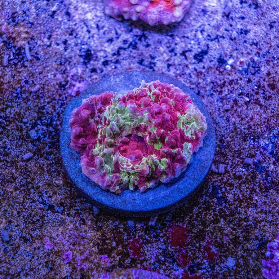 WYSIWYG Chalice Frag LPS coral with encrusting form and visible reef coloration