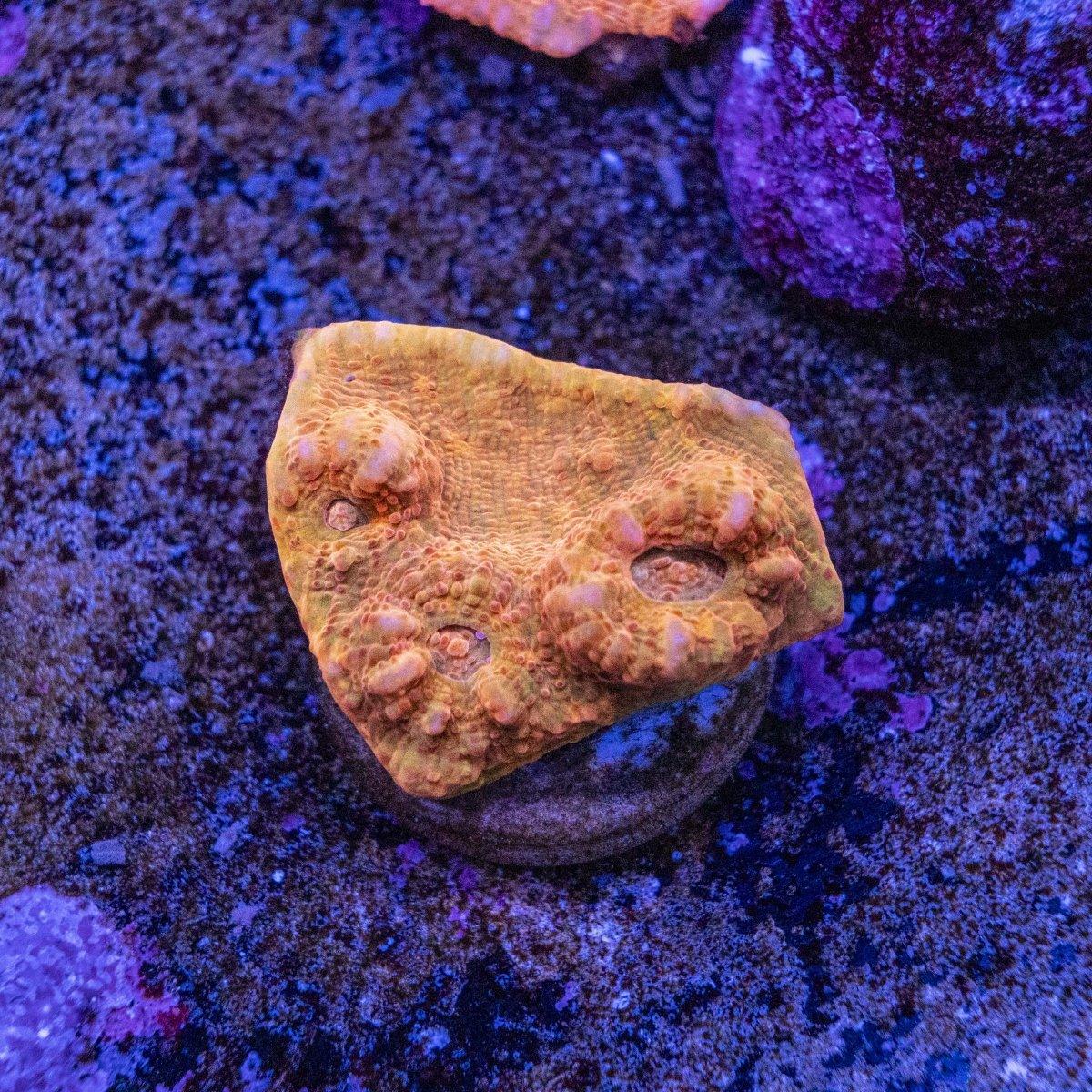 WYSIWYG Chalice LPS Frag