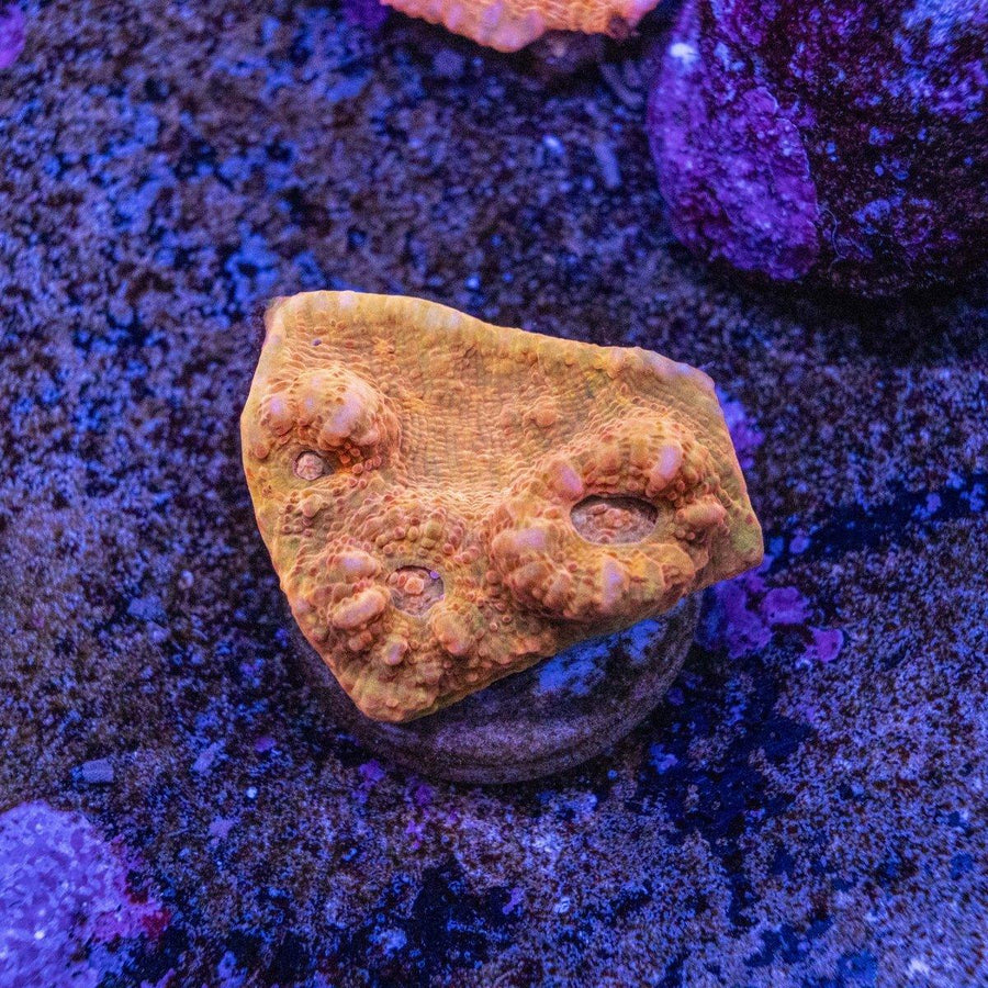 WYSIWYG Chalice Frag LPS coral with visible color pattern and encrusting growth on frag plug