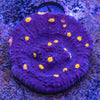 Chalice Frag