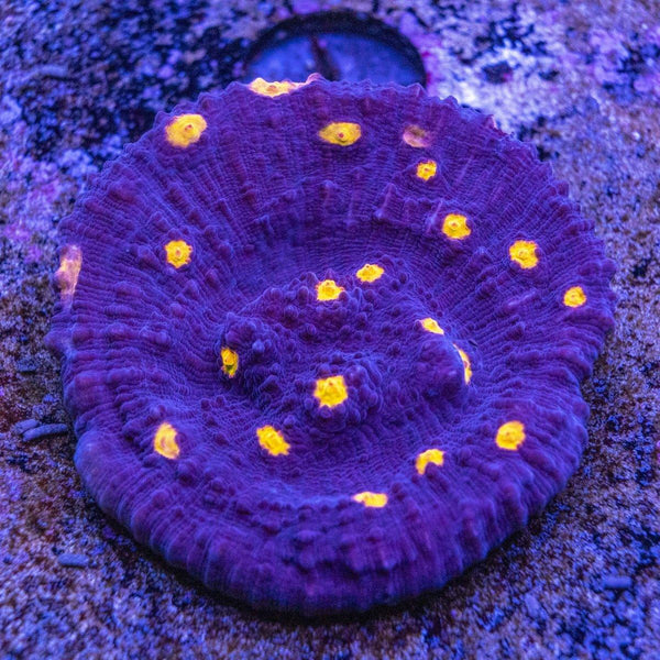 Chalice Frag