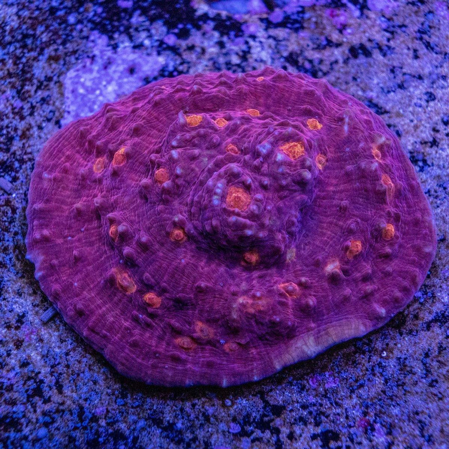 WYSIWYG Chalice Frag LPS coral with visible encrusted frag and distinct chalice growth pattern