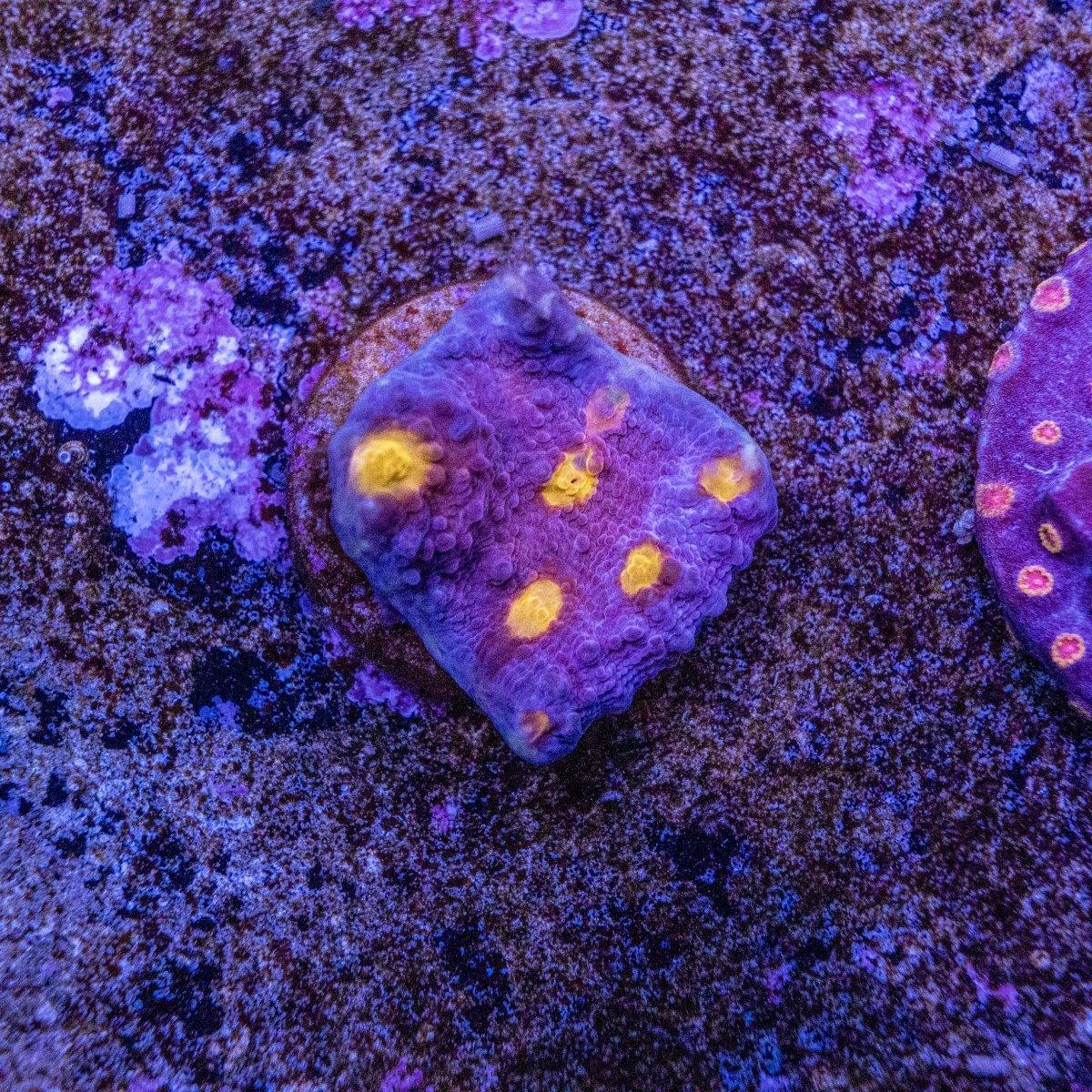 WYSIWYG Aquacultured Chalice LPS Frag