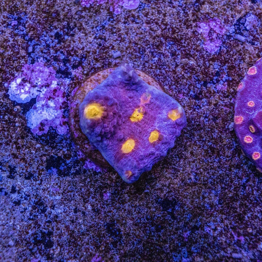 WYSIWYG Chalice Frag live LPS coral with encrusting shape and visible color pattern for reef aquarium placement
