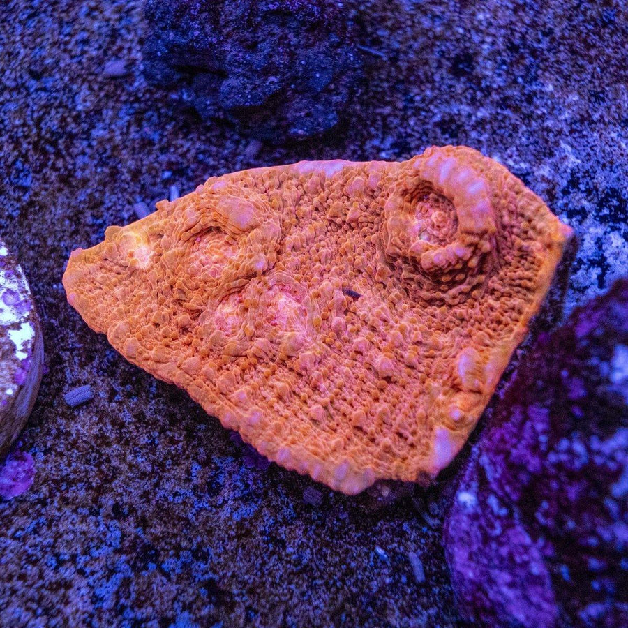 WYSIWYG Chalice Frag LPS coral with encrusting form and visible color pattern for reef aquarium placement
