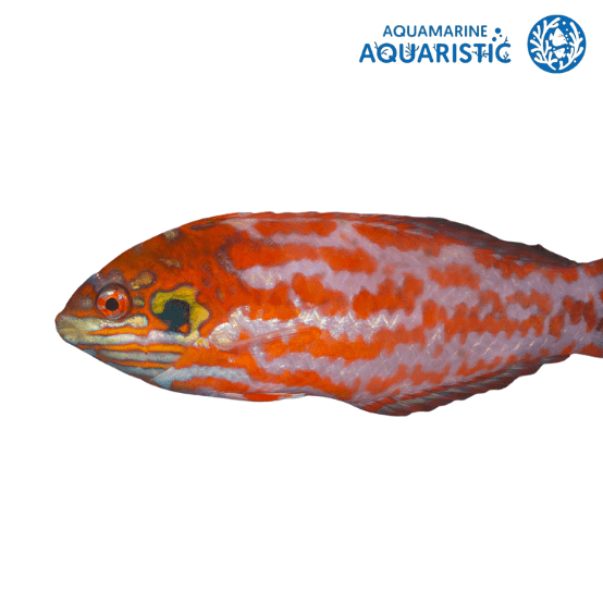 Choates Wrasse (Macropharyngodon choati)