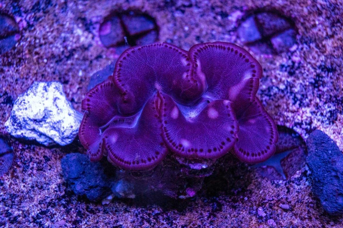 Maxima Clam
