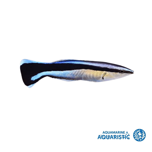 Cleaner Wrasse (Labroides Dimidiatus) - Aquamarine Aquaristic - 