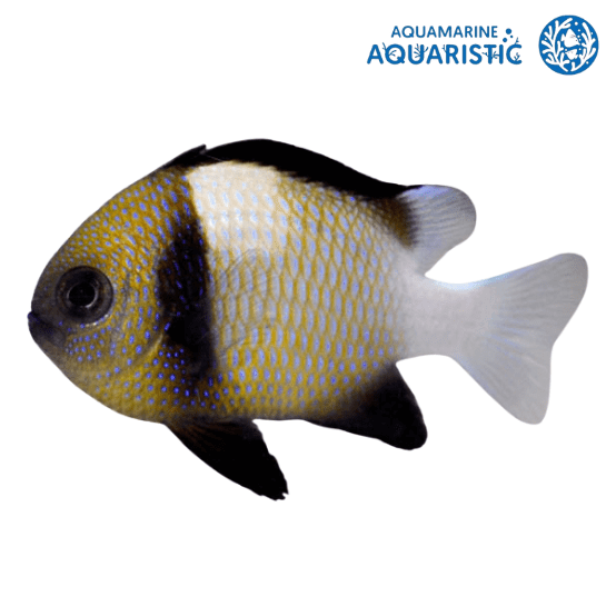 Cloudy Damselfish (Dascyllus carneus)