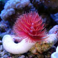 Coco Worm - Aquamarine Aquaristic - 