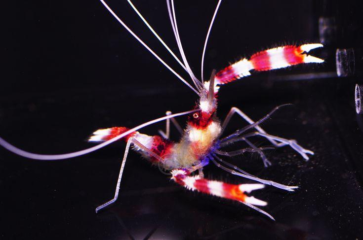 Coral Banded Shrimp (Stenopus hispidus)