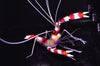 Coral Banded Shrimp PAIRS (Stenopus hispidus)