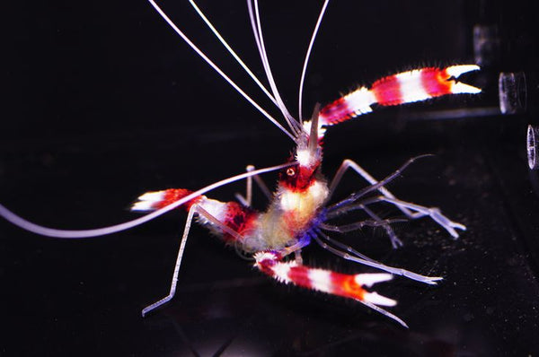 Coral Banded Shrimp PAIRS (Stenopus hispidus)
