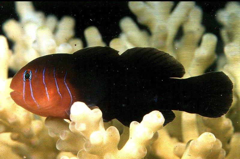 Black Coral Goby (Gobiodon spp.)