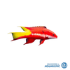 Cuban Hogfish (Bodianus Pulchellus)