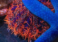 Decorator Urchin (Tripneustes gratilla)