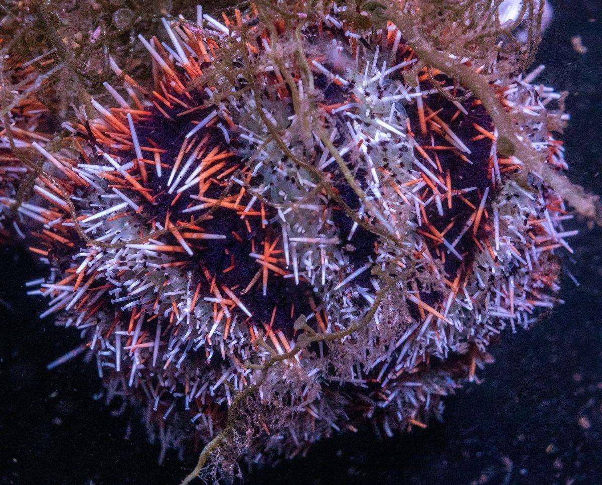 Decorator Urchin (Tripneustes gratilla)