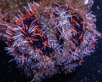 Decorator Urchin (Tripneustes gratilla)