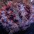 Sea Urchins