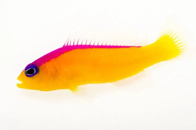 Diadem Dottyback (Pictichromis Diadema)